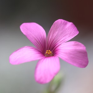 Op de afbeelding: Een enkele roze bloem met een gele kern, scherp in beeld, tegen een wazige achtergrond.