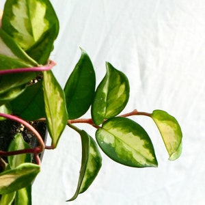 Hoya carnosa dreifarbig
