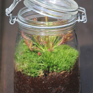 Drosera terrariumkit "Att förvaras"