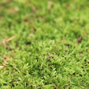 Natuurlijke groene mosmat - Ideaal voor kokedama
