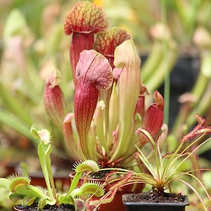 Peut inclure: Une collection de plantes carnivores dans des pots en terre cuite et noirs. Les plantes ont de longues feuilles fines et des pièges en forme de cruche uniques. Les plantes sont disposées en groupe, avec les cruches au centre et les feuilles s'étendant vers l'extérieur.