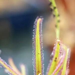 Puede incluir: Primer plano de una planta carnívora, con hojas amarillas y rosadas. Las hojas están cubiertas de diminutas gotas brillantes, creando una apariencia texturizada. La delicada estructura de la planta se destaca sobre un fondo borroso.