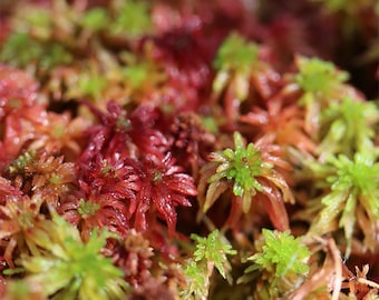 ZELDZAAM - Levende rode veenmos - 1 liter