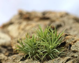 Tillandsia mexico