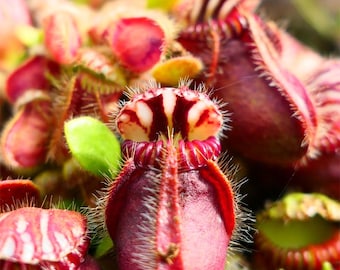 RARO Cephalotus follicularis - MINI-MOTTE