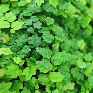 Op de afbeelding: Close-up van een groene plant met kleine, afgeronde bladeren. De bladeren zijn dicht opeengepakt, wat een weelderige uitstraling creëert. De kleur van de plant varieert van licht- tot donkergroen, met een getextureerd oppervlak.
