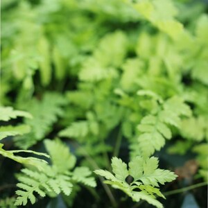 Dryopteris erythrosora mini-pluggar – kopparormbunke för skogsterrarier och skuggiga trädgårdar