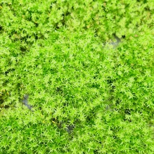 Può includere: Primo piano di muschio verde brillante, che mostra una superficie densa e strutturata. Il muschio è composto da minuscole foglie a forma di stella, creando un aspetto lussureggiante e naturale. L'immagine evidenzia gli intricati dettagli della pianta.