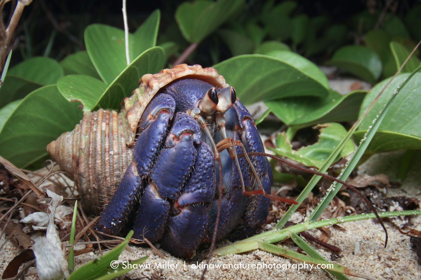 Cute Blueberry Hermit Crab Digital Download Okinawa Japan Etsy