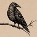 Crow