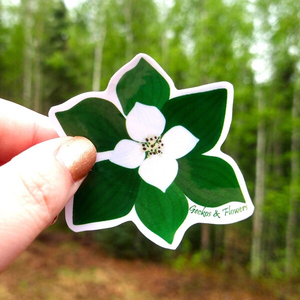 Dwarf Dogwood Vinyl Sticker, Dogwood Flower, Alaskan Wildflower, White Flowers, Creeping Dogwood, Cornus canadensis, Waterproof, Waterbottle