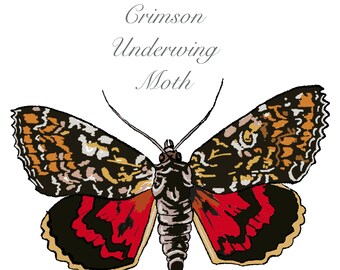 Hand drawn Crimson underwing Moth blank Greetings card