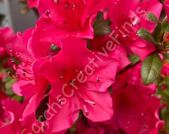 Rhododendron photo print