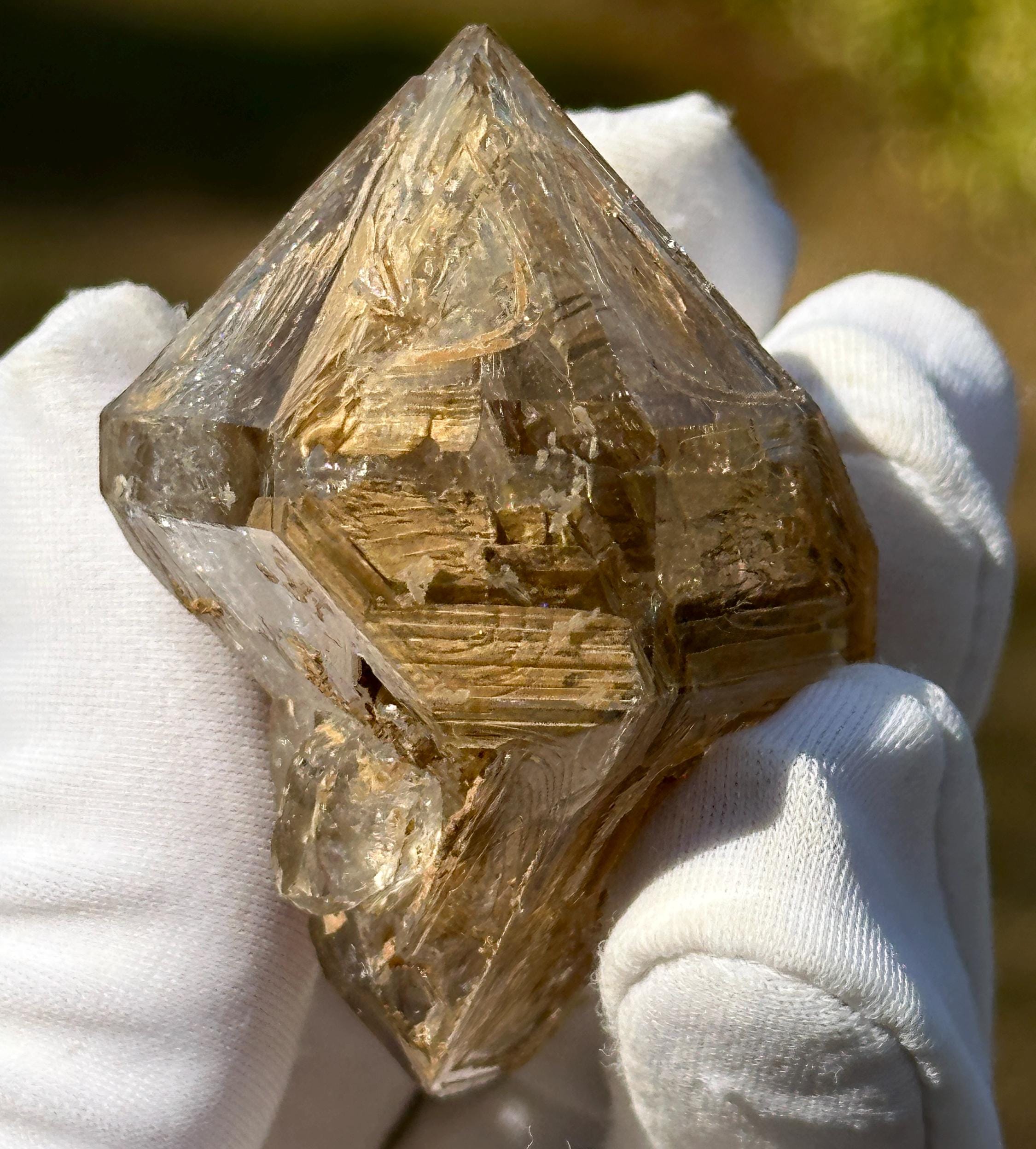 ゴールデンヒーラー！DTゴールドヒマラヤスケルタル（ウィンドウ