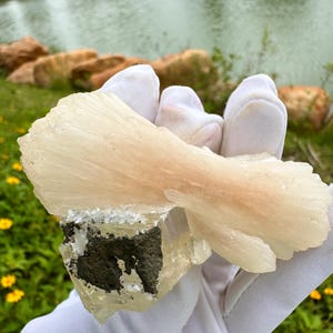 Puede incluir: Un espécimen mineral en bruto de color claro, con una estructura en capas en forma de abanico. El mineral tiene un tono cremoso, blanquecino, con una base más oscura y texturizada. El espécimen se sostiene en una mano enguantada de blanco, con un fondo natural al aire libre.