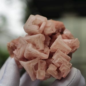 May include: A cluster of pale pink halite crystals, held in a gloved hand. The crystals have a cubic structure and a translucent appearance. The overall shape is irregular and textured, showcasing natural mineral formations.