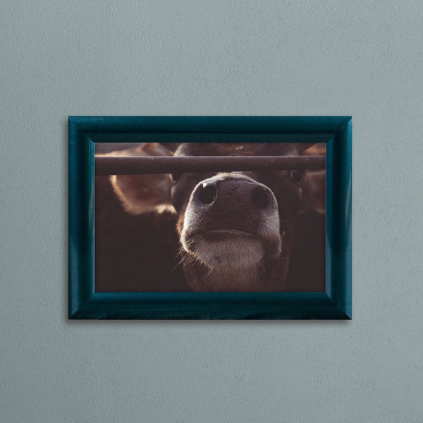 Cow Photography