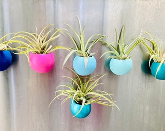 Magnetic Airplant Holder with Live Air Plant