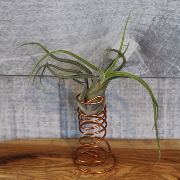 Air Plant Holder Etsy