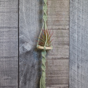 Macrame Air Plant Holder With Live Air Plant