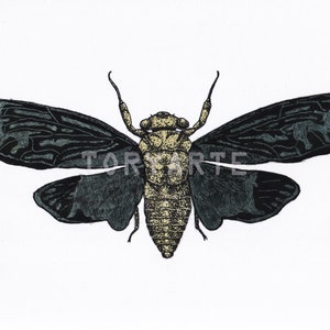 Cicada Drawing Digital Download Printable Wall Art