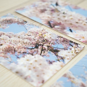 Flor de cerejeira de Sakura Cartões Postais TRANSPORTE LIVRE | Pacote de 4 | Cartões postais de flores | 4x 6 postais | Decoração | Alta qualidade