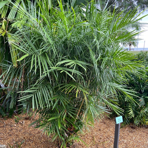 Chamaedorea seifrizii Seeds - Bamboo Palm