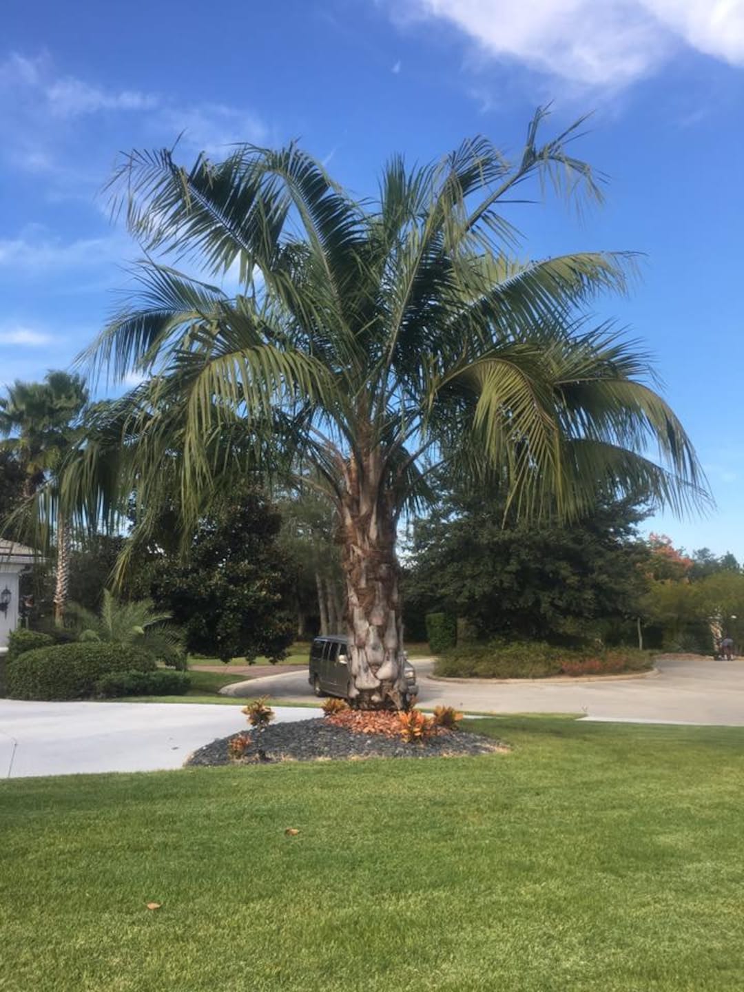 Butiagrus Seeds! F1 Hybrid Mule Palm Rarely Ever Offered