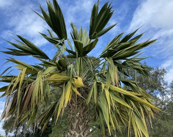 Sabal palmetto 'Lisa' - Mutant Palm!