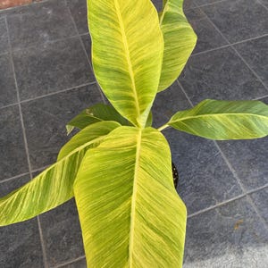 Musa Yellow Variegated Banana - Etsy