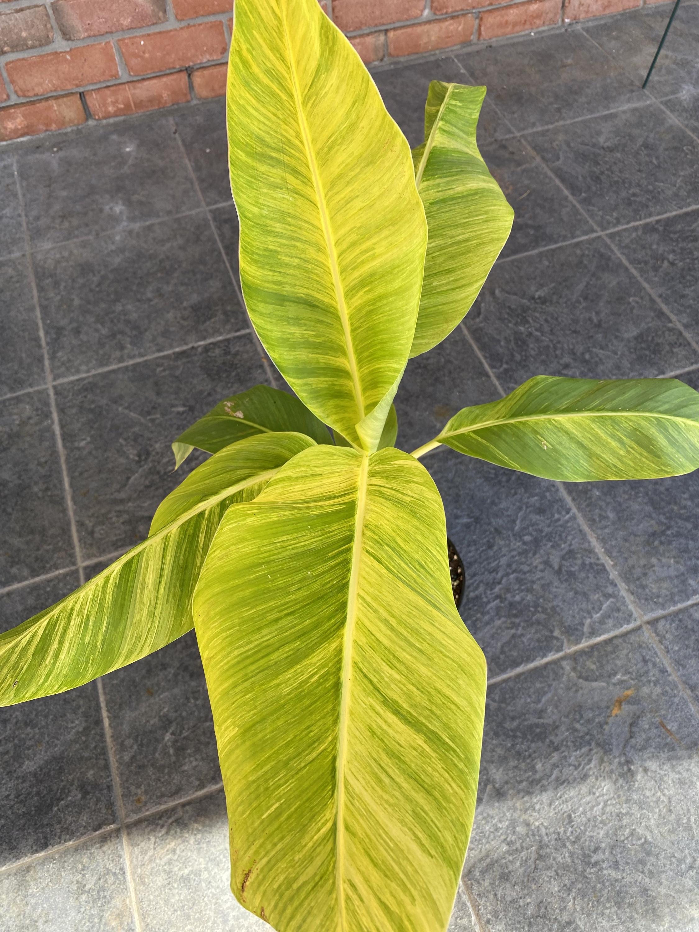 Musa Sp. 'papua Yellow' Seeds! Very Rare, Variegated Banana Seeds