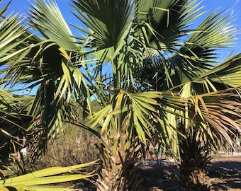 Sabal minor var. louisiana Seeds! Cold-Hardy, Trunking Palm Tree!