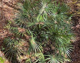 Rhapidophyllum hystrix Seeds.  Needle Palm, Cold Hardy!