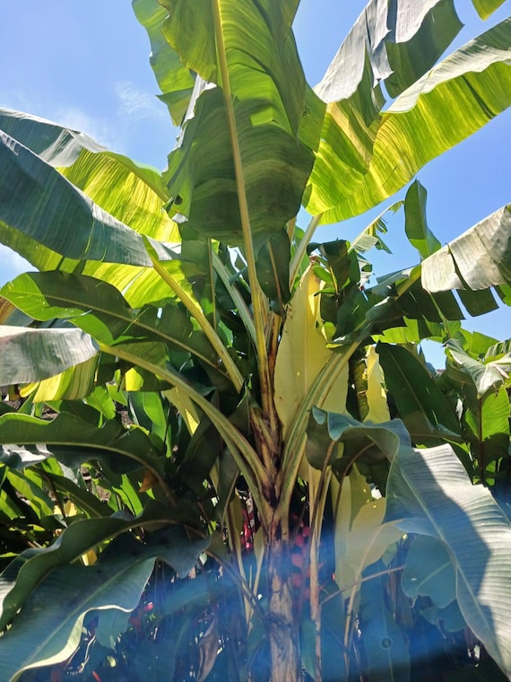 d*y様 Musa Yellow'Variegated'ムサイエローバリエガタ黄 Musa Sp. 'papua Yellow' Seeds! Very Rare, Variegated Banana Seeds