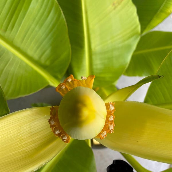Musa siamensis - Live Plant!  'Thai Gold' Banana