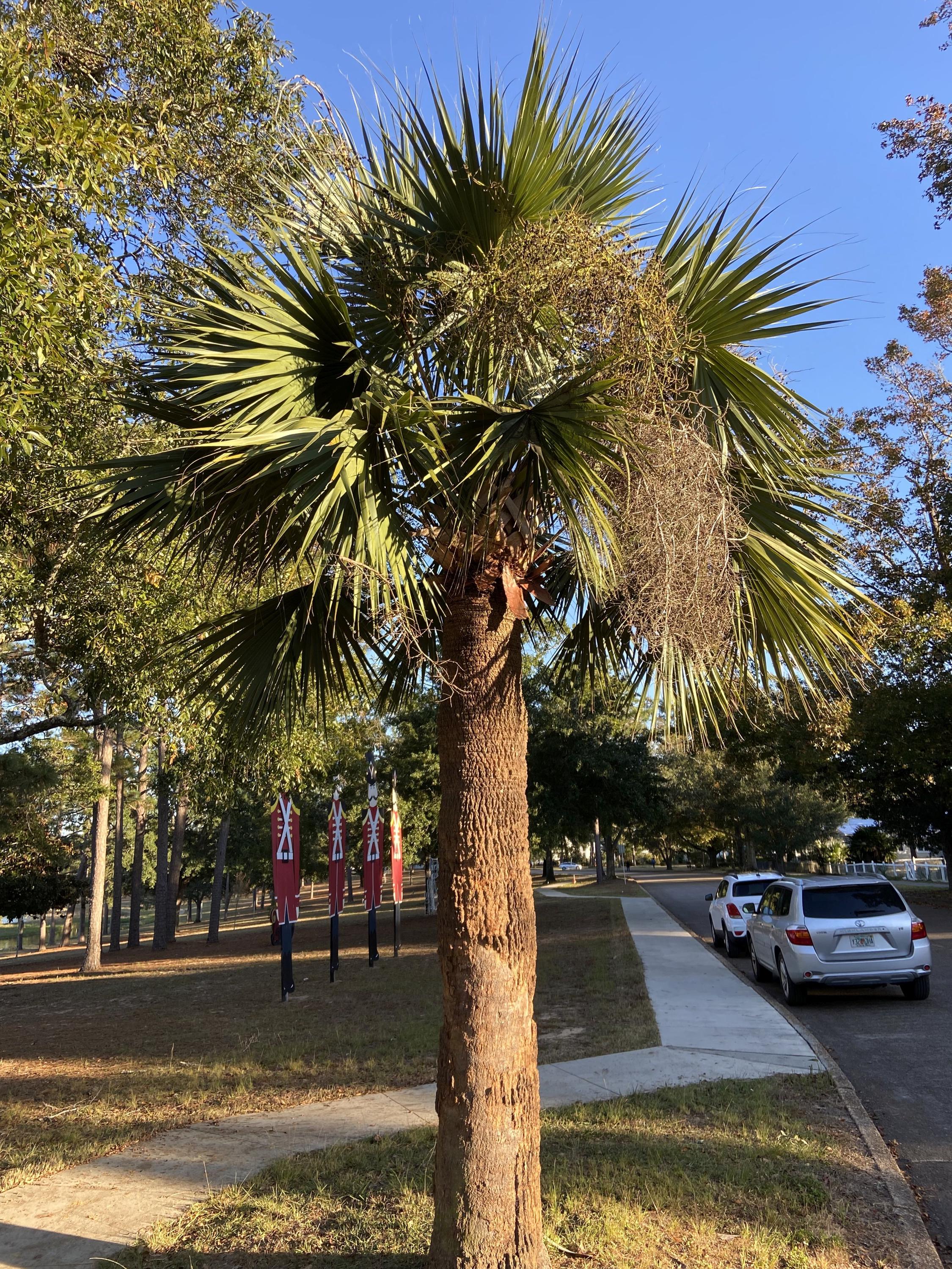 Sabal Sp. 'defuniak Springs' Seeds - an Unusual, Unidentified Sabal ...