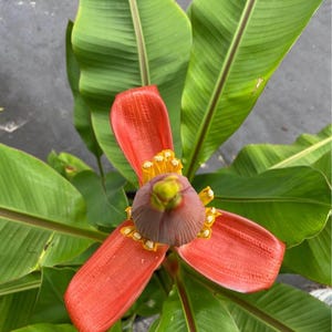 Musa laterita - Live Plant! Indian Dwarf Banana