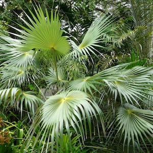 Coccothrinax acuminata Seeds - Cuban Silver Palm