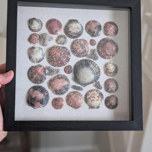 May include: A square black shadow box frame containing a collection of various seashells and small pieces of coral arranged on a light-coloured fabric backing. The shells display a range of pink, brown, grey, and white tones with ribbed textures.