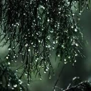 Petrichor Reed Diffuser {The Scent Of Rain} - Earthy Moss Scent Ozone Vibe | Essential Oils, Perfume Candle, Hippie, Unique, Handmade Real image 8