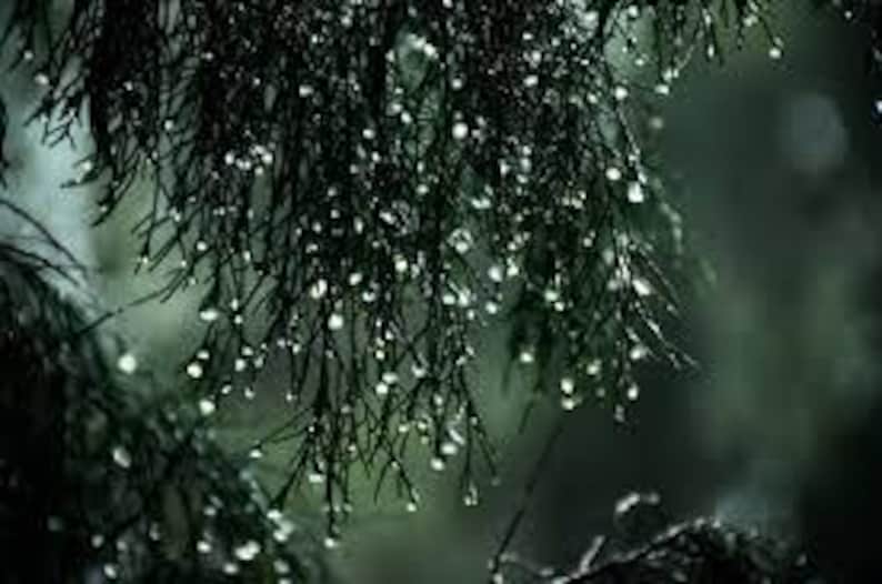Petrichor Reed Diffuser {The Scent Of Rain} - Earthy Moss Scent Ozone Vibe | Essential Oils, Perfume Candle, Hippie, Unique, Handmade Real image 8