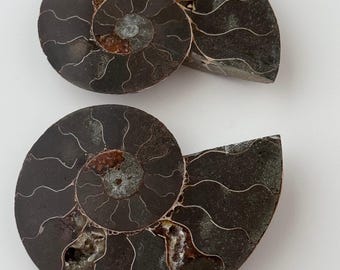 Large Ammonite Fossil Set – Ancient Nautilus Shell | Raw Crystal Decor | Metaphysical Fossil Energy | Prehistoric Collector Display