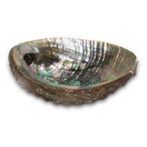 Large Abalone Shell – Natural Ritual Bowl for Smudging, Incense, Cleansing | Fireproof Smudge Shell for Sage & Palo Santo Rituals
