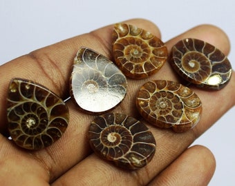 Ammonite Fossil Cabochons: 6 Piece Set, Jewelry Making Stones (89 Cts)