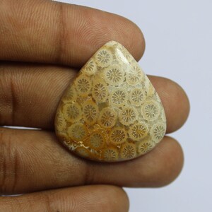 Fossile Korallen Edelstein Cabochon: Natürliche Kristall Schmuck Herstellung (34Cts)