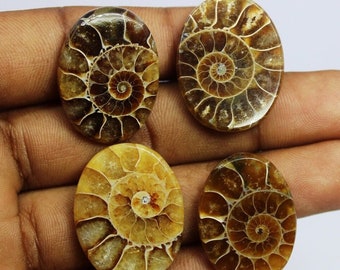 Ammonite Fossil Cabochons: Natural Gemstone Jewelry Making Stones (4 Piece)