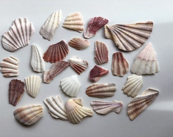 25  pieces broken beautiful pink, white  Large scallop  shells, perfect for mosaics, shell wall art, sea shell crafts and diy projects