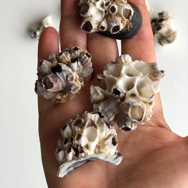 12 Barnacle clusters for terrariums and craft supplies, Seashell art, craft supplies, Barnacle shells for crafting