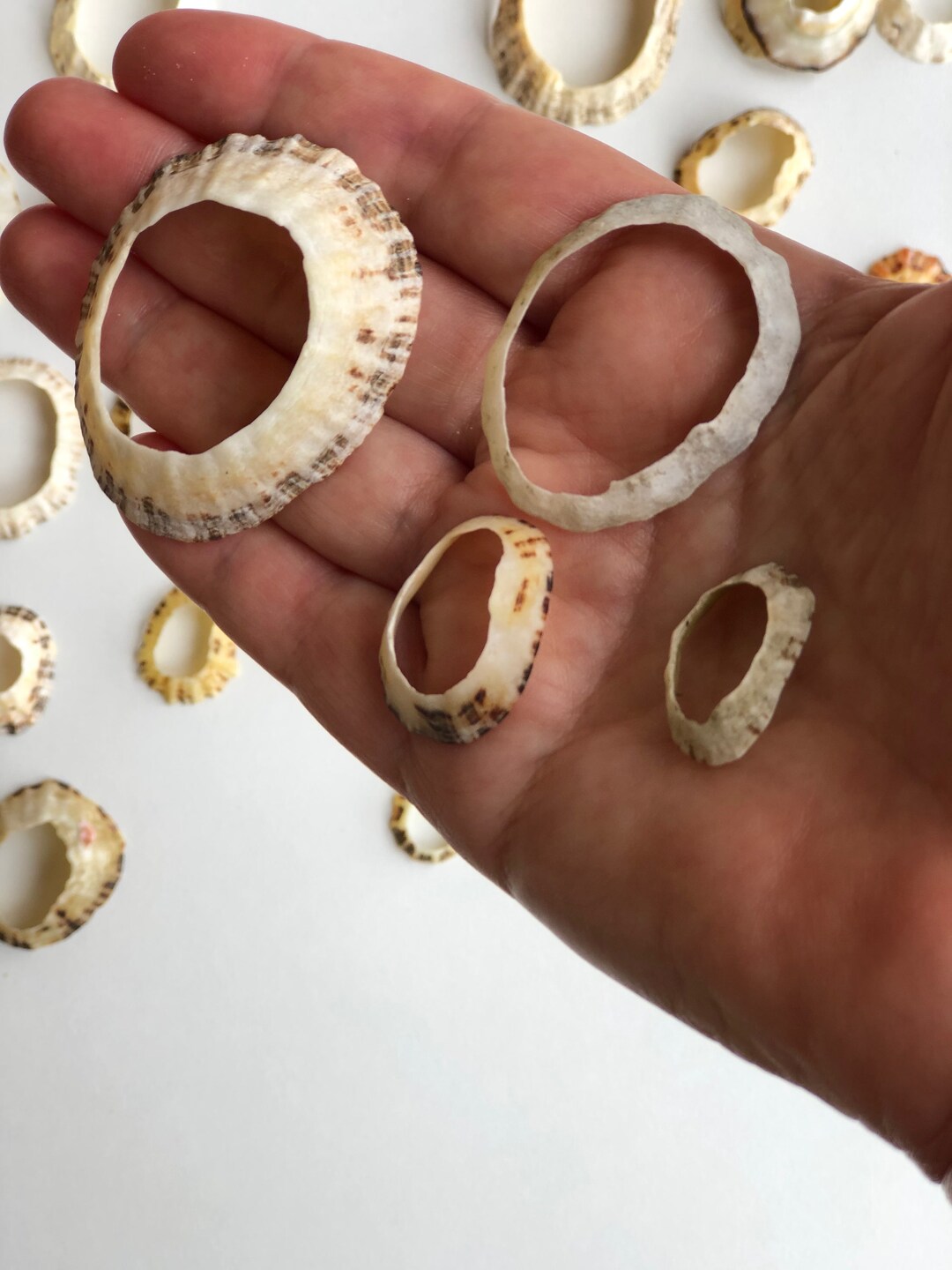 Lot of 30 Limpet Shell Rings, Perfect for Jewelry Making, Wall Art ...