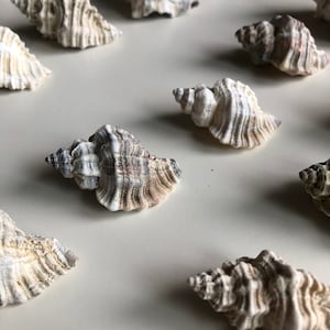 Lotto di 8 pezzi di conchiglie Murex dalla costa atlantica della Spagna, fornitura di conchiglie, conchiglie artigianali, matrimoni in spiaggia, San Valentino del marinaio
